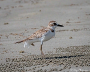 Lesser Sand Plover (Charadrius mongolus) overwintering adult in winter plumage on Myall Beach at Cape Tribulation