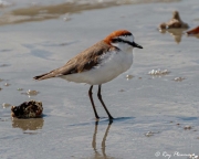 Red-capped Plover (Charadrius ruficapillus) male in breeding plumage on Myall Beach, Cape Tribulation