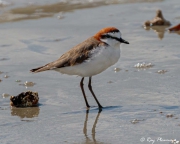 Red-capped Plover (Charadrius ruficapillus) male in breeding plumage on Myall Beach, Cape Tribulation