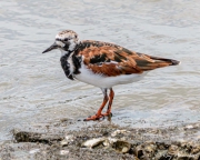 Ruddy Turnstone (Arenaria interpres morinella) in breeding plumage at Orange Valley Mudflats in Trinidad