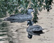 Green Pygmy-goose (Nettapus pulchellus) male and female at Yellow Water Region in Kakadu National Park Green Pygmy-goose (Nettapus pulchellus) male and female at Yellow Water Region in Kakadu National Park