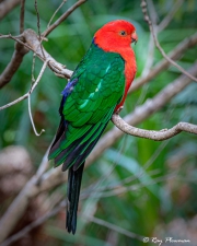 Australian King-parrot (Alisterus scapularis) male at Booderee National Park in Jervis Bay Territory