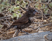 Espanola Cactus Finch (Geospiza conirostris) male ground foraging at Punta Suarez on Espanola Island Espanola Cactus Finch (Geospiza conirostris) male ground foraging at Punta Suarez on Espanola Island