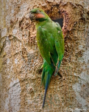 Long-tailed Parakeet (Psittacula longicauda) female at its nest hole in Dairy Farm Nature Park, Singapore