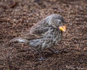 Medium Ground Finch (Geospiza fortis) female, with orange beak colour during non-breeding, foraging on Isabela Island Medium Ground Finch (Geospiza fortis) female, with orange beak colour during non-breeding, foraging on Isabela Island