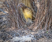 Western Bowerbird (Chlamydera guttata), squawking at bower entrance at Olive Pink Botanic Gardens in Alice Springs
