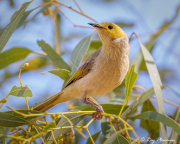 White-plumed Honeyeater (Ptilotula penicillata leilavalensis) perched at Simpsons Gap, near Allice Springs, NT