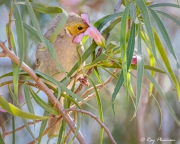 White-plumed Honeyeater (Ptilotula penicillata leilavalensis) feeding om nectar, Arid Land Botanic Garden, SA White-plumed Honeyeater (Ptilotula penicillata leilavalensis) feeding om nectar, Arid Land Botanic Garden, SA