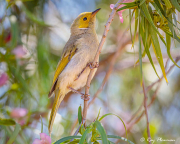 White-plumed Honeyeater (Ptilotula penicillata leilavalensis) perched at Arid Land Botanic Garden, SA