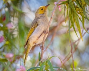 White-plumed Honeyeater (Ptilotula penicillata leilavalensis) perched at Arid Land Botanic Garden, SA White-plumed Honeyeater (Ptilotula penicillata leilavalensis) perched at Arid Land Botanic Garden, SA