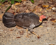Australian Brush-turkey (Alectura lathami) female on the ground in a forest near Lake Eacham in Queensland Australian Brush-turkey (Alectura lathami) female on the ground in a forest near Lake Eacham in Queensland