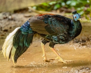 Crested Fireback (Lophura ignita rufa) male on the riverbank at Taman Negara National Park in Malaysia Crested Fireback (Lophura ignita rufa) male on the riverbank at Taman Negara National Park in Malaysia