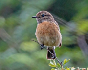 European Stonechat (Saxicola rubicola hibernans) female perched in a shrub at Yateley Common in Hampshire European Stonechat (Saxicola rubicola hibernans) female perched in a shrub at Yateley Common in Hampshire