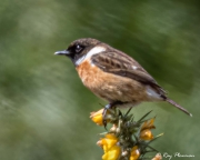 European Stonechat (Saxicola rubicola hibernans) male perched on gorse bush at Yateley Common in Hampshire European Stonechat (Saxicola rubicola hibernans) male perched on gorse bush at Yateley Common in Hampshire