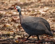 Helmeted Guineafowl (Numida meleagris galeatus) in the open at Lake Tinaroo area in Queensland wet tropics Helmeted Guineafowl (Numida meleagris galeatus) in the open at Lake Tinaroo area in Queensland wet tropics