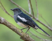 Oriental Magpie-robin (Copsychus saularis musicus) female at Bukit Timah Nature Reserve in Singapore