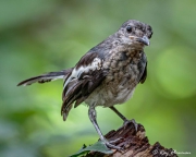 Oriental Magpie-robin (Copsychus saularis musicus) immature perched at Central Catchment Reserve in Singapore Oriental Magpie-robin (Copsychus saularis musicus) immature perched at Central Catchment Reserve in Singapore