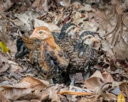 Red Junglefowl (Gallus gallus spadiceus) juveniles hiding in leaf litter at Singapore Botanic Gardens Red Junglefowl (Gallus gallus spadiceus) juveniles hiding in leaf litter at Singapore Botanic Gardens