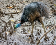 Southern Cassowary (Casuarius casuarius) young male feeding in Marrdja mangrove swamp at Cape Tribulation Southern Cassowary (Casuarius casuarius) young male feeding in Marrdja mangrove swamp at Cape Tribulation