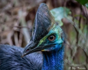 Southern Cassowary (Casuarius casuarius) young male closeup in Marrdja mangrove swamp at Cape Tribulation Southern Cassowary (Casuarius casuarius) young male closeup in Marrdja mangrove swamp at Cape Tribulation