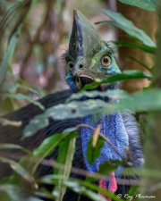 Southern Cassowary (Casuarius casuarius) young male closeup in Marrdja mangrove swamp at Cape Tribulation Southern Cassowary (Casuarius casuarius) young male closeup in Marrdja mangrove swamp at Cape Tribulation