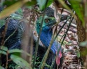 Southern Cassowary (Casuarius casuarius) young male hinging in the mangrove swamp at Cape Tribulation Southern Cassowary (Casuarius casuarius) young male hinging in the mangrove swamp at Cape Tribulation
