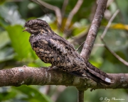 Grey Nightjar (Caprimulgus jotaka hazarae) male yawning while perched near Jelutong Tower in Singapore's Central Catchment Reserve Grey Nightjar (Caprimulgus jotaka hazarae) male yawning while perched near Jelutong Tower in Singapore's Central Catchment Reserve