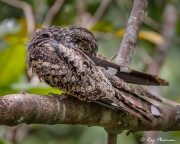 Grey Nightjar (Caprimulgus jotaka hazarae) male preening while perched near Jelutong Tower in Singapore's Central Catchment Reserve Grey Nightjar (Caprimulgus jotaka hazarae) male preening while perched near Jelutong Tower in Singapore's Central Catchment Reserve