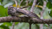 Grey Nightjar (Caprimulgus jotaka hazarae) male stretching wings while perched near Jelutong Tower in Singapore's Central Catchment Reserve Grey Nightjar (Caprimulgus jotaka hazarae) male stretching wings while perched near Jelutong Tower in Singapore's Central Catchment Reserve