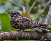 Grey Nightjar (Caprimulgus jotaka hazarae) male perched near Jelutong Tower in Singapore's Central Catchment Reserve Grey Nightjar (Caprimulgus jotaka hazarae) male perched near Jelutong Tower in Singapore's Central Catchment Reserve