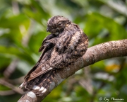 Grey Nightjar (Caprimulgus jotaka hazarae) male rear view, near Jelutong Tower in Singapore's Central Catchment Reserve Grey Nightjar (Caprimulgus jotaka hazarae) male rear view, near Jelutong Tower in Singapore's Central Catchment Reserve