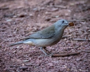 Grey Shrike-thrush (Colluricincla harmonicaI rufiventris) foraging for seeds on the ground at Flinders Ranges National Park
