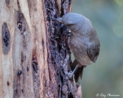 Grey Shrike-thrush (Colluricincla harmonicaI rufiventris) foraging for insects on a tree trunk at Flinders Ranges National Park