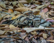 Large-tailed Nightjar (Caprimulgus macrurus bimaculatus) adult and chicks on the ground at Singapore’s Botanic Garden Large-tailed Nightjar (Caprimulgus macrurus bimaculatus) adult and chicks on the ground at Singapore’s Botanic Garden