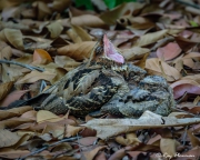 Large-tailed Nightjar (Caprimulgus macrurus bimaculatus) adult yawning and chicks sleeping at Singapore’s Botanic Garden Large-tailed Nightjar (Caprimulgus macrurus bimaculatus) adult yawning and chicks sleeping at Singapore’s Botanic Garden