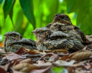 Large-tailed Nightjar (Caprimulgus macrurus bimaculatus) adult and chicks on ground at Singapore’s Botanic Garden Large-tailed Nightjar (Caprimulgus macrurus bimaculatus) adult and chicks on ground at Singapore’s Botanic Garden