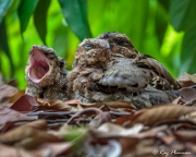 Large-tailed Nightjar (Caprimulgus macrurus bimaculatus) adult and chicks on ground at Singapore’s Botanic Garden Large-tailed Nightjar (Caprimulgus macrurus bimaculatus) adult and chicks on ground at Singapore’s Botanic Garden