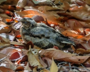 Large-tailed Nightjar (Caprimulgus macrurus bimaculatus) chick on the ground at Singapore’s Botanic Garden Large-tailed Nightjar (Caprimulgus macrurus bimaculatus) chick on the ground at Singapore’s Botanic Garden