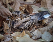 Large-tailed Nightjar (Caprimulgus macrurus bimaculatus) sleeping on the ground at Singapore’s Botanic Garden Large-tailed Nightjar (Caprimulgus macrurus bimaculatus) sleeping on the ground at Singapore’s Botanic Garden