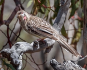 Red Wattlebird (Anthochaera carunculata woodwardi) perched in Aldinga Scrub Conservation Park, South Australia Red Wattlebird (Anthochaera carunculata woodwardi) perched in Aldinga Scrub Conservation Park, South Australia