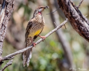 Red Wattlebird (Anthochaera carunculata) feeding on insects at Aldinga Scrub Conservation Park in South Australia Red Wattlebird (Anthochaera carunculata) feeding on insects at Aldinga Scrub Conservation Park in South Australia
