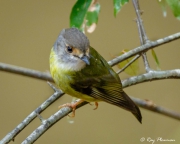Pale-yellow Robin (Tregellasia capito nana) perched at Peterson Creek in Yungaburra, Atherton Tablelands Pale-yellow Robin (Tregellasia capito nana) perched at Peterson Creek in Yungaburra, Atherton Tablelands