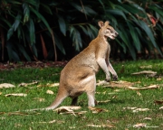 Agile Wallaby (Macropus (Notamacropus) agilis) male at Townsville (Palmetum) Botanical Garden in Queensland Agile Wallaby (Macropus (Notamacropus) agilis) male at Townsville (Palmetum) Botanical Garden in Queensland