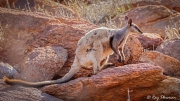 Black-footed Rock Wallaby (Petrogale lateralis) in the rocks at Olive Pink Botanic Garden in Alice Springs Black-footed Rock Wallaby (Petrogale lateralis) in the rocks at Olive Pink Botanic Garden in Alice Springs