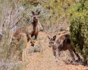 Western Grey Kangaroo (Macropus fuliginosus) male and female in the Australian Arid Lands Botanic Garden at Port Augusta Western Grey Kangaroo (Macropus fuliginosus) male and female in the Australian Arid Lands Botanic Garden at Port Augusta