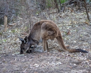 Western Grey Kangaroo (Macropus fuliginosus) foraging at Flinders Range National Park in South Australia Western Grey Kangaroo (Macropus fuliginosus) foraging at Flinders Range National Park in South Australia