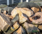 Australian Fur Seals (Arctocephalus pusillus doriferus) asleep on the rocks at Lakes Entrance in Victoria Australian Fur Seals (Arctocephalus pusillus doriferus) asleep on the rocks at Lakes Entrance in Victoria