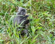 Silvered Leaf Monkey (Trachypithecus cristatus) feeding on flowers at Kuala Selangor Nature Park in Malaysia Silvered Leaf Monkey (Trachypithecus cristatus) feeding on flowers at Kuala Selangor Nature Park in Malaysia