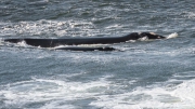 Southern Right Whale (Eubalaena australis) cow and calf cruising close to Logan’s Beach at Warrnambool in Victoria Southern Right Whale (Eubalaena australis) cow and calf cruising close to Logan’s Beach at Warrnambool in Victoria