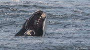 Southern Right Whale (Eubalaena australis) spy-hopping close to Logan’s Beach at Warrnambool in Victoria Southern Right Whale (Eubalaena australis) spy-hopping close to Logan’s Beach at Warrnambool in Victoria